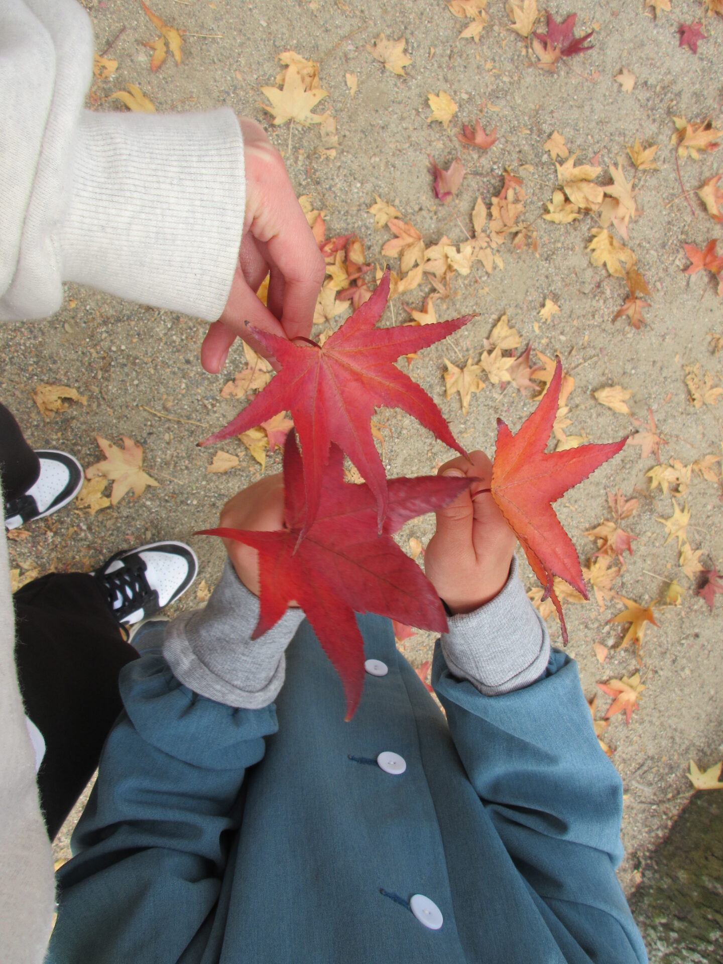 紅葉狩りに行ったよ🍁（きく・ゆりぐみ） 画像