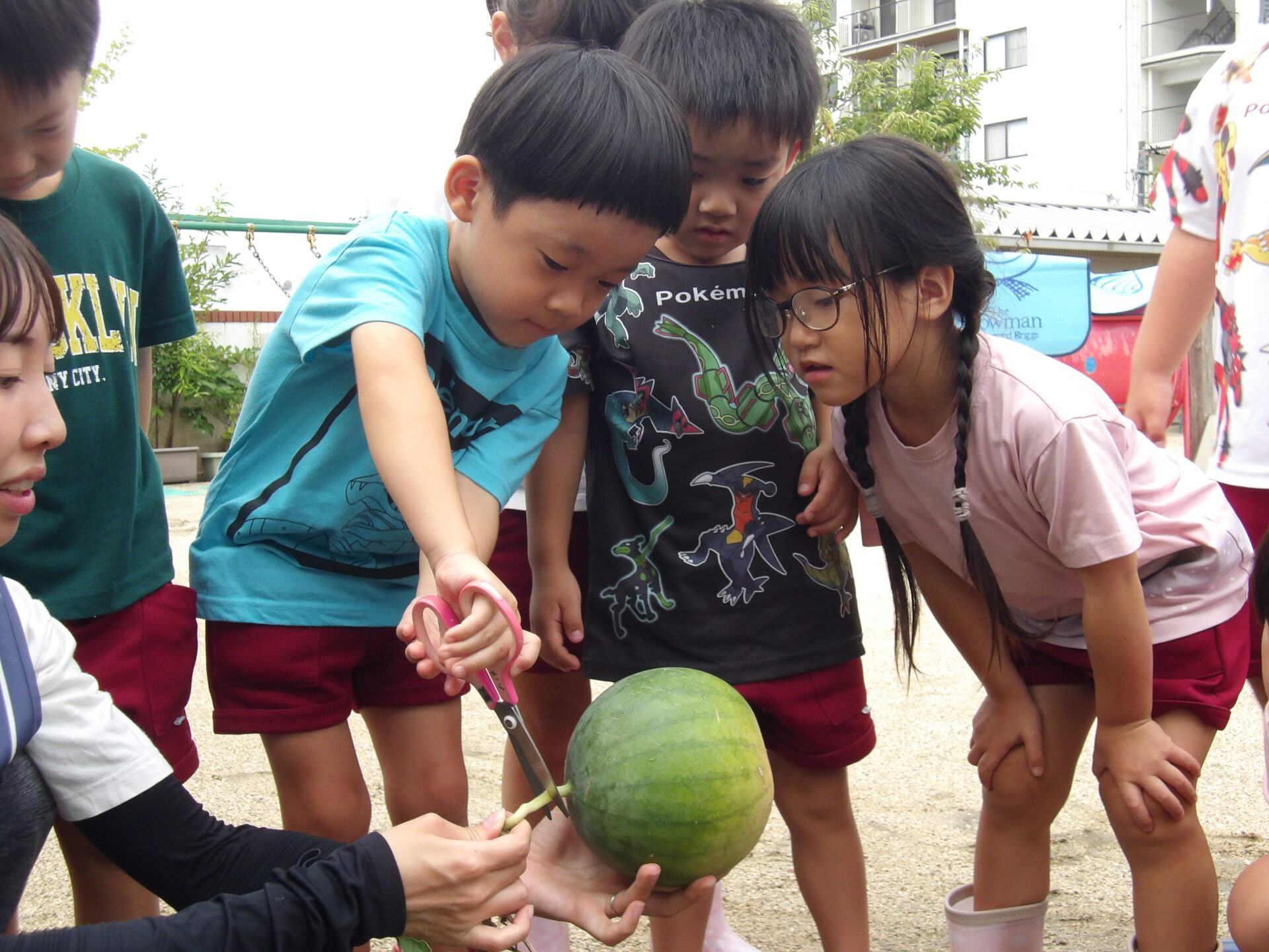 収穫したスイカを食べたよ🍉きくぐみ 画像