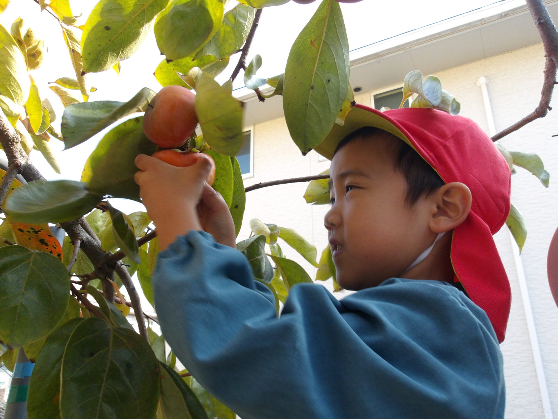 園でできた柿をとったよ🌳きくぐみ 画像