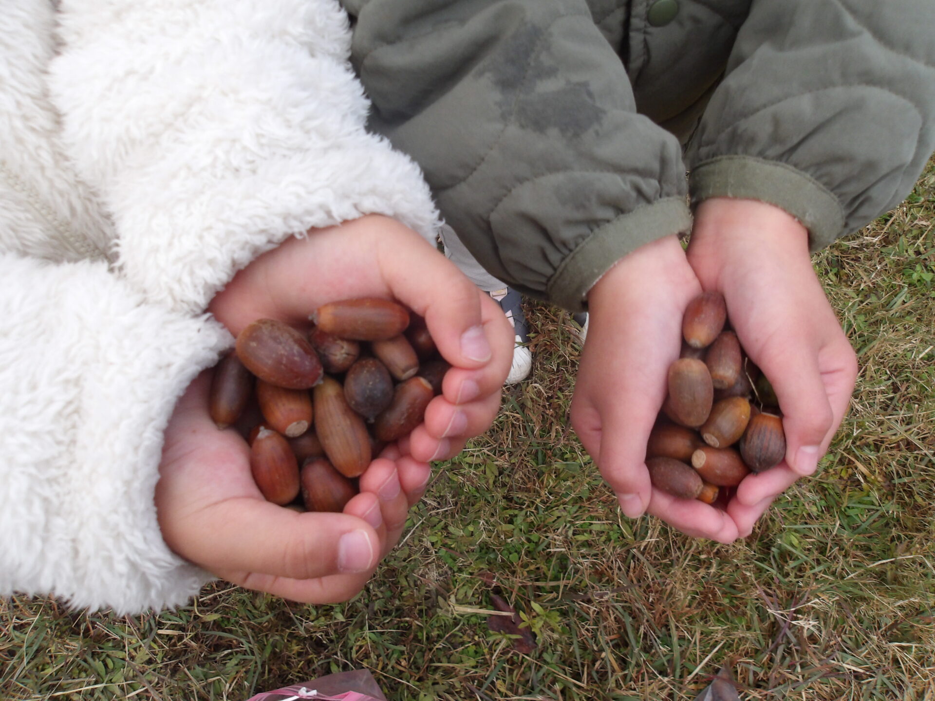 どんぐり拾いに行ったよ🍂ゆり・きく・さくら組 画像
