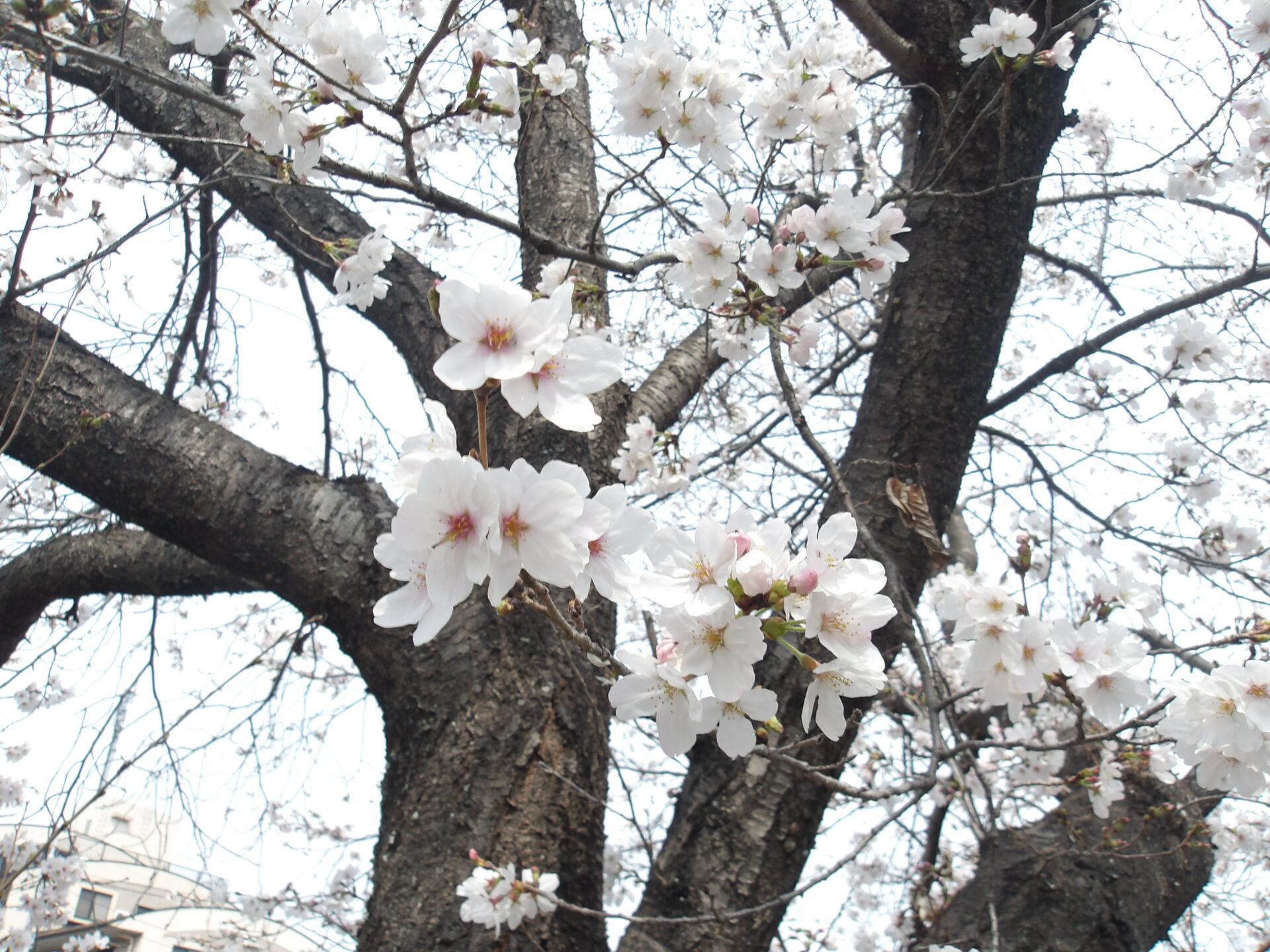 お花見に行ったよ🌸（ひまわり・すみれ・きく組） 画像