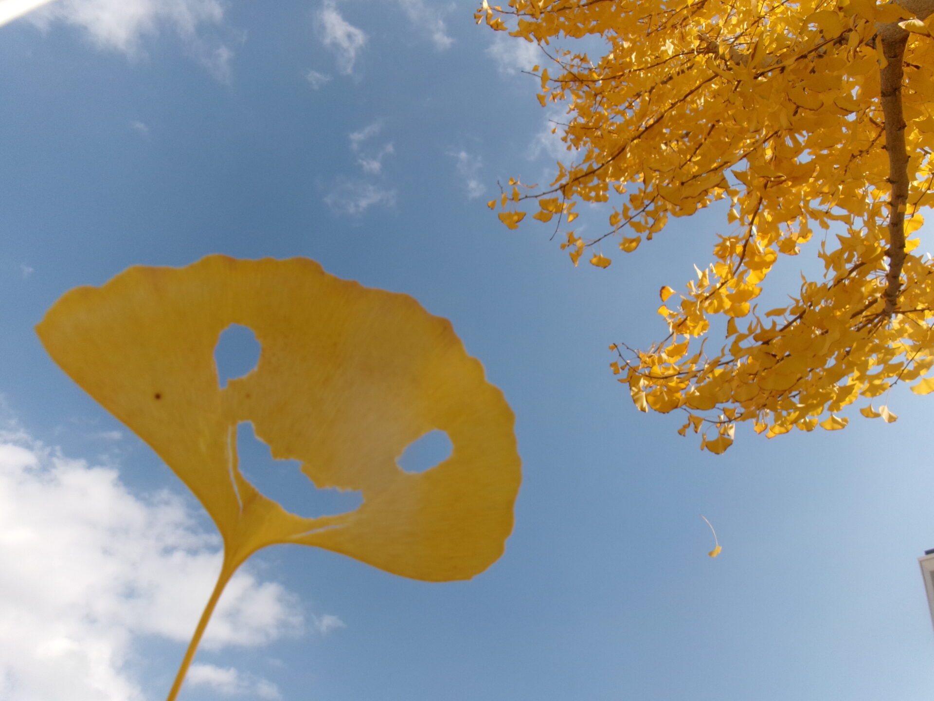 秋だね♪すみれぐみ 画像