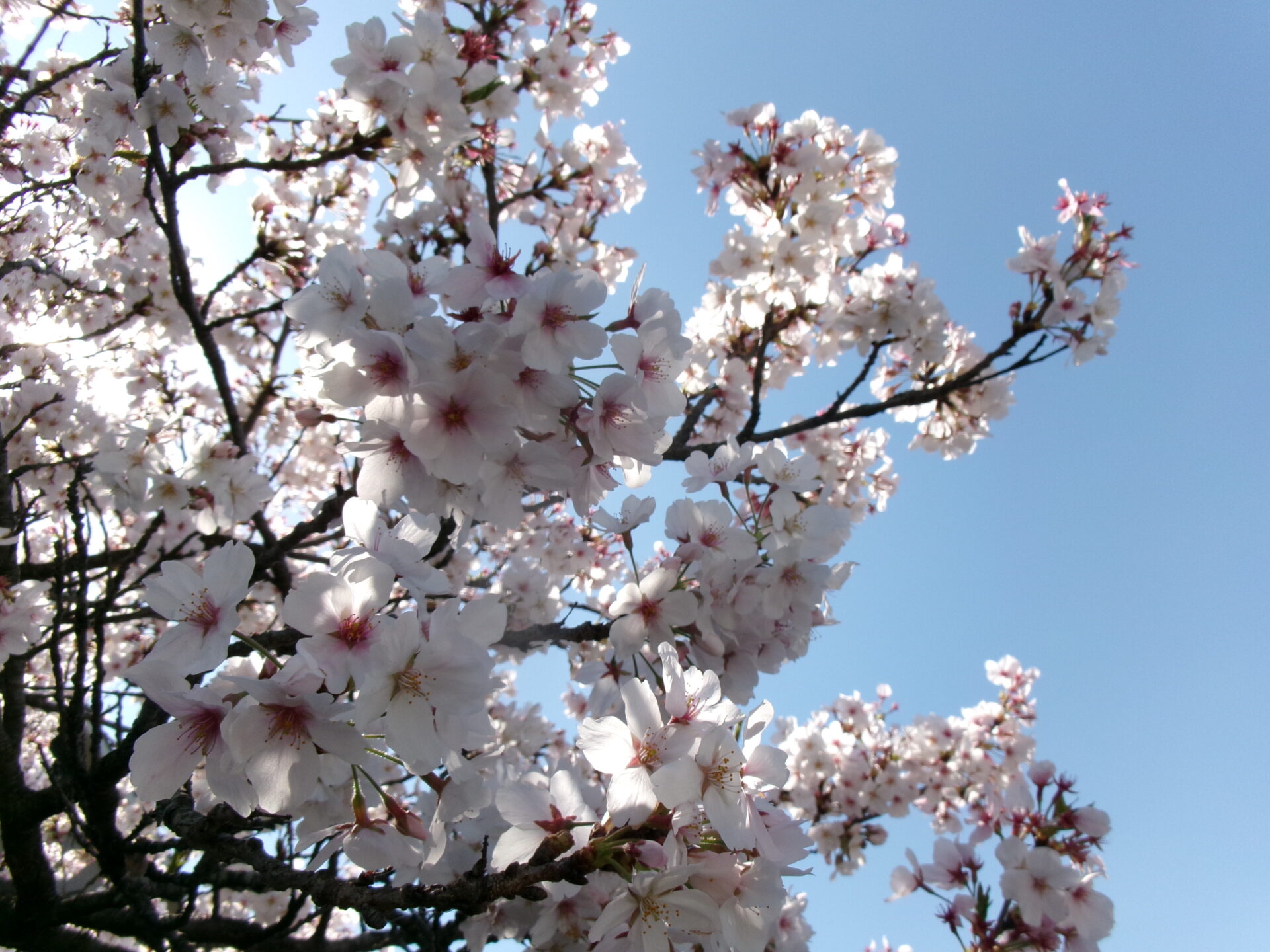 すみれになって１カ月♪ 画像