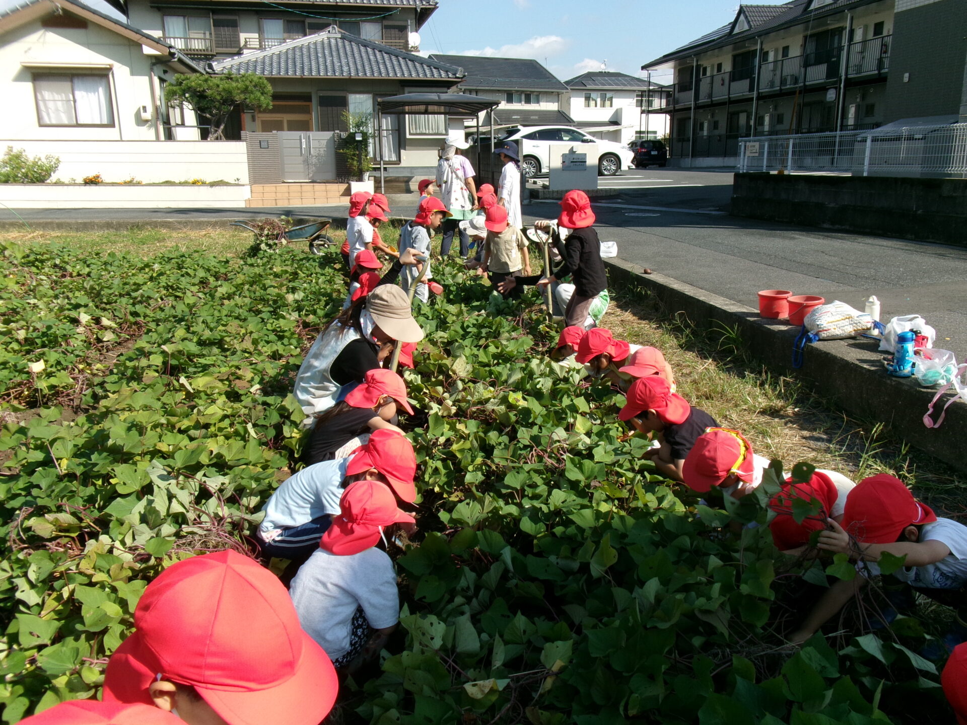 芋ほりに行ったよ🍠ゆり・きくぐみ 画像