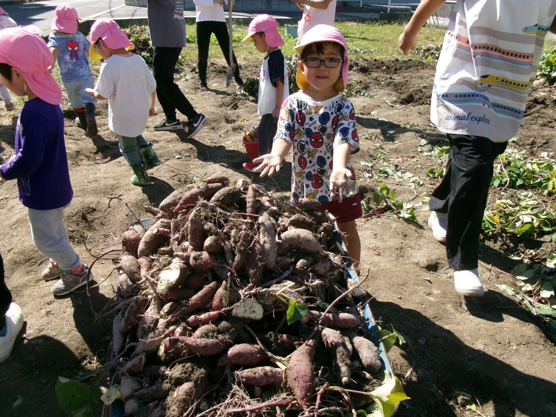 おいもほりに行ったよ🍠🌞 さくらぐみ 画像
