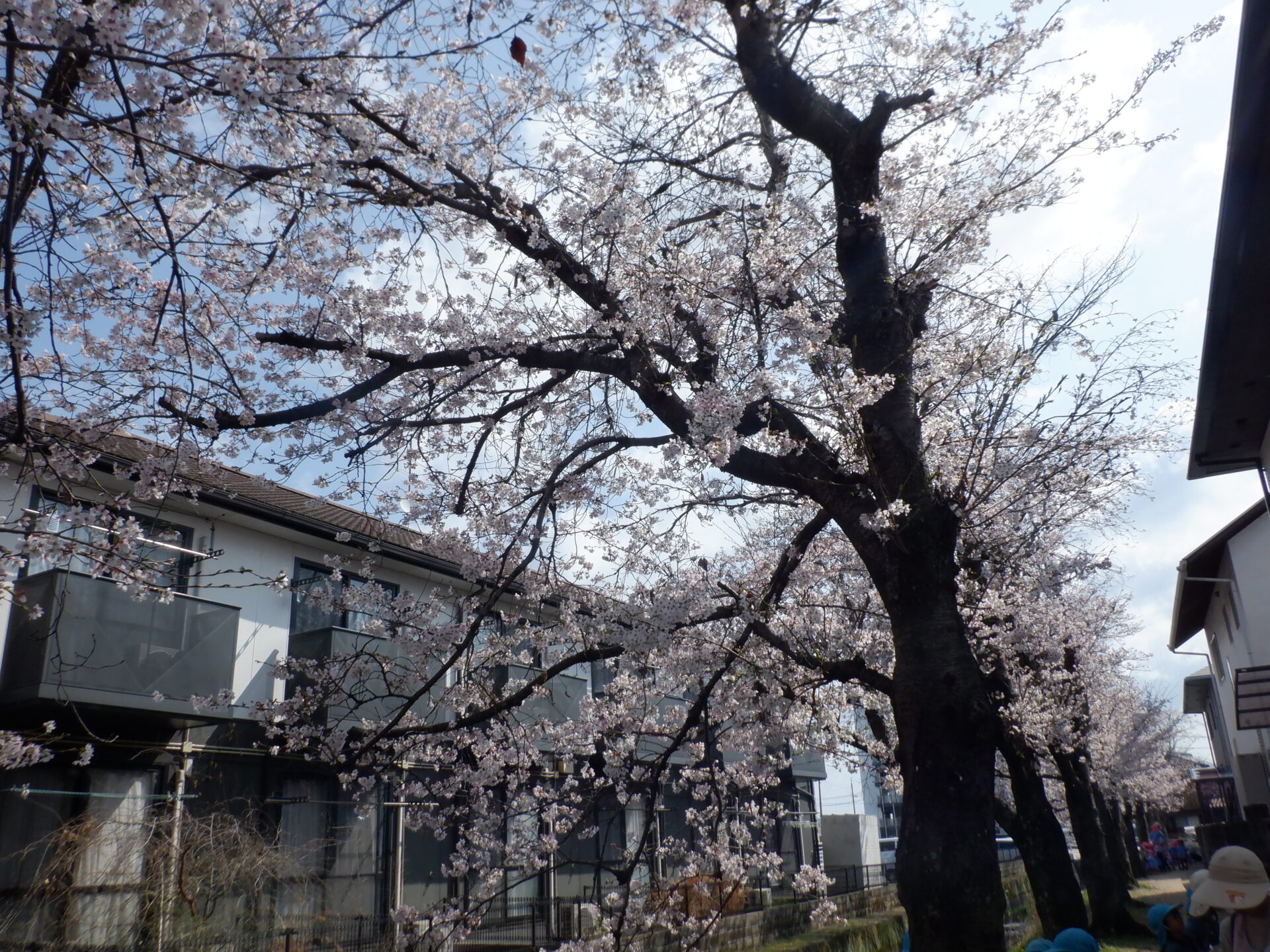 お花見に行ったよ🌸ゆりぐみ 画像