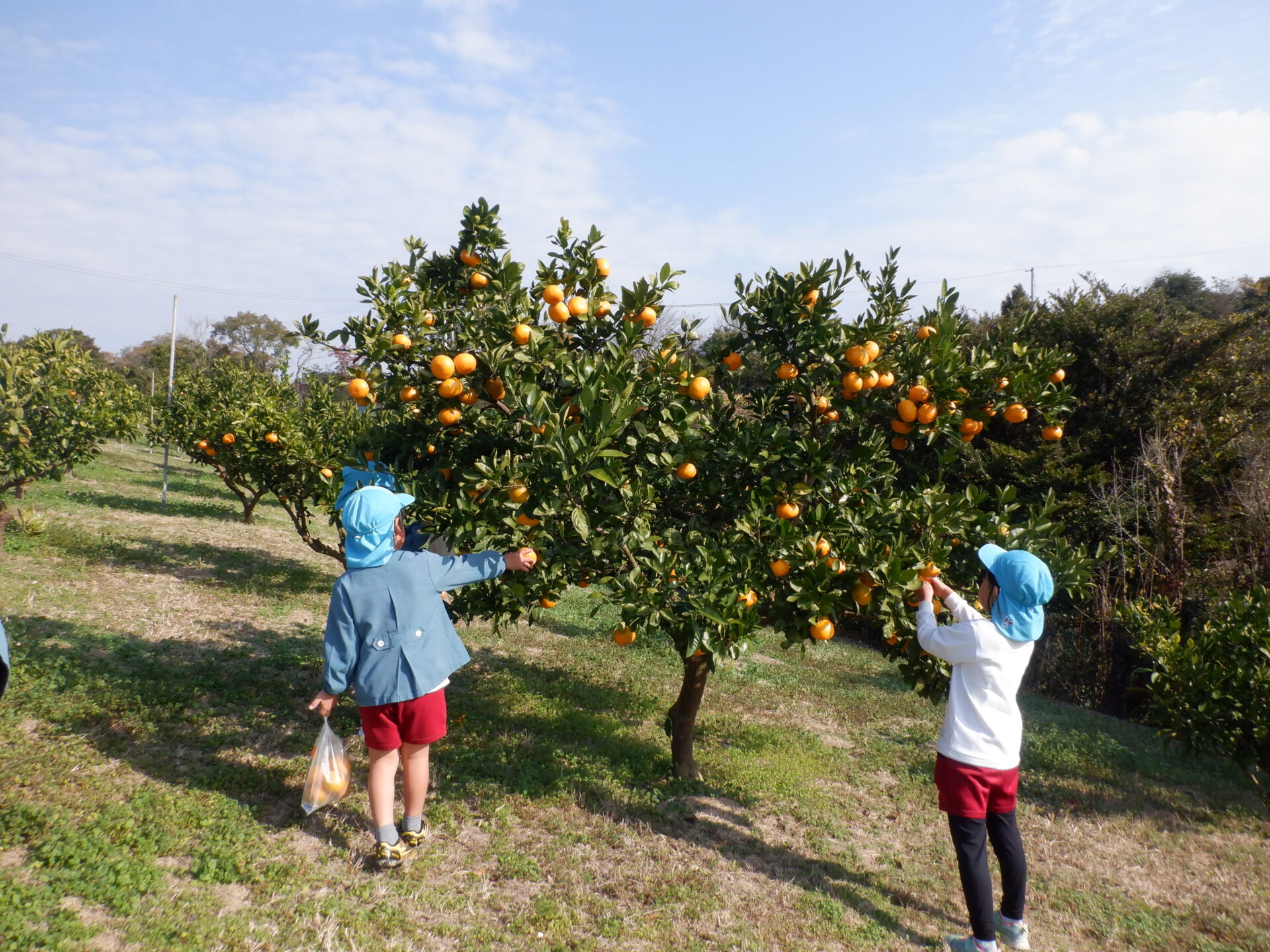 みかん狩りに行ったよ🍊きく・ゆり組 画像