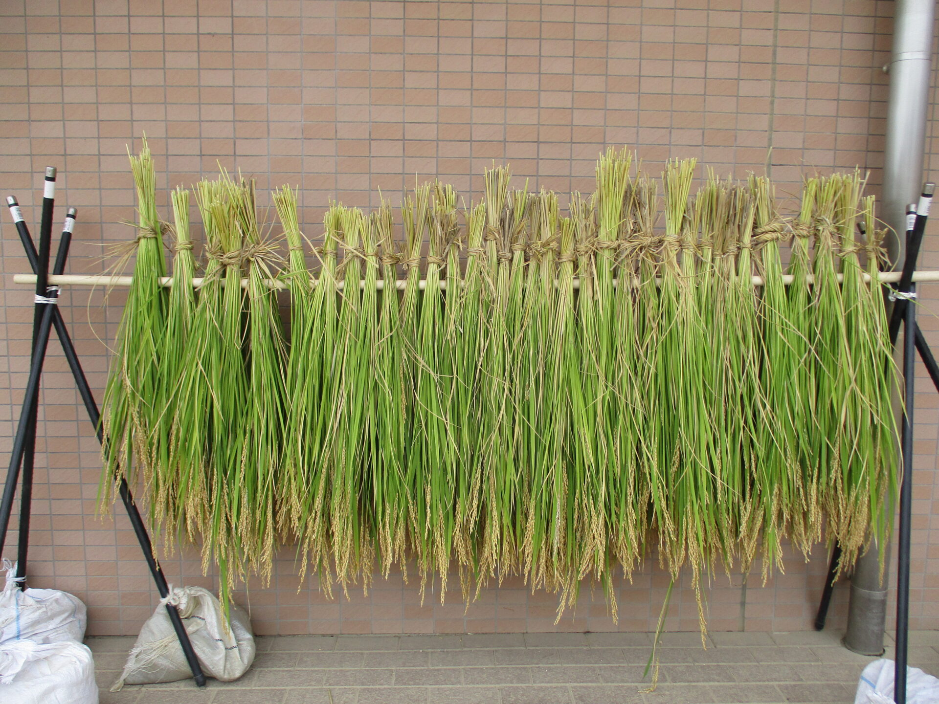 稲刈りをしたよ🌾（ゆり・きく組） 画像