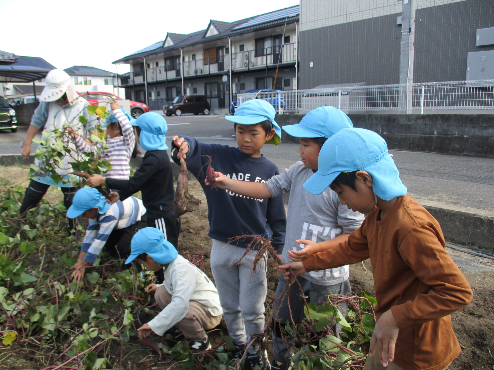 芋ほりをしたよ🍠ゆり・きく組 画像
