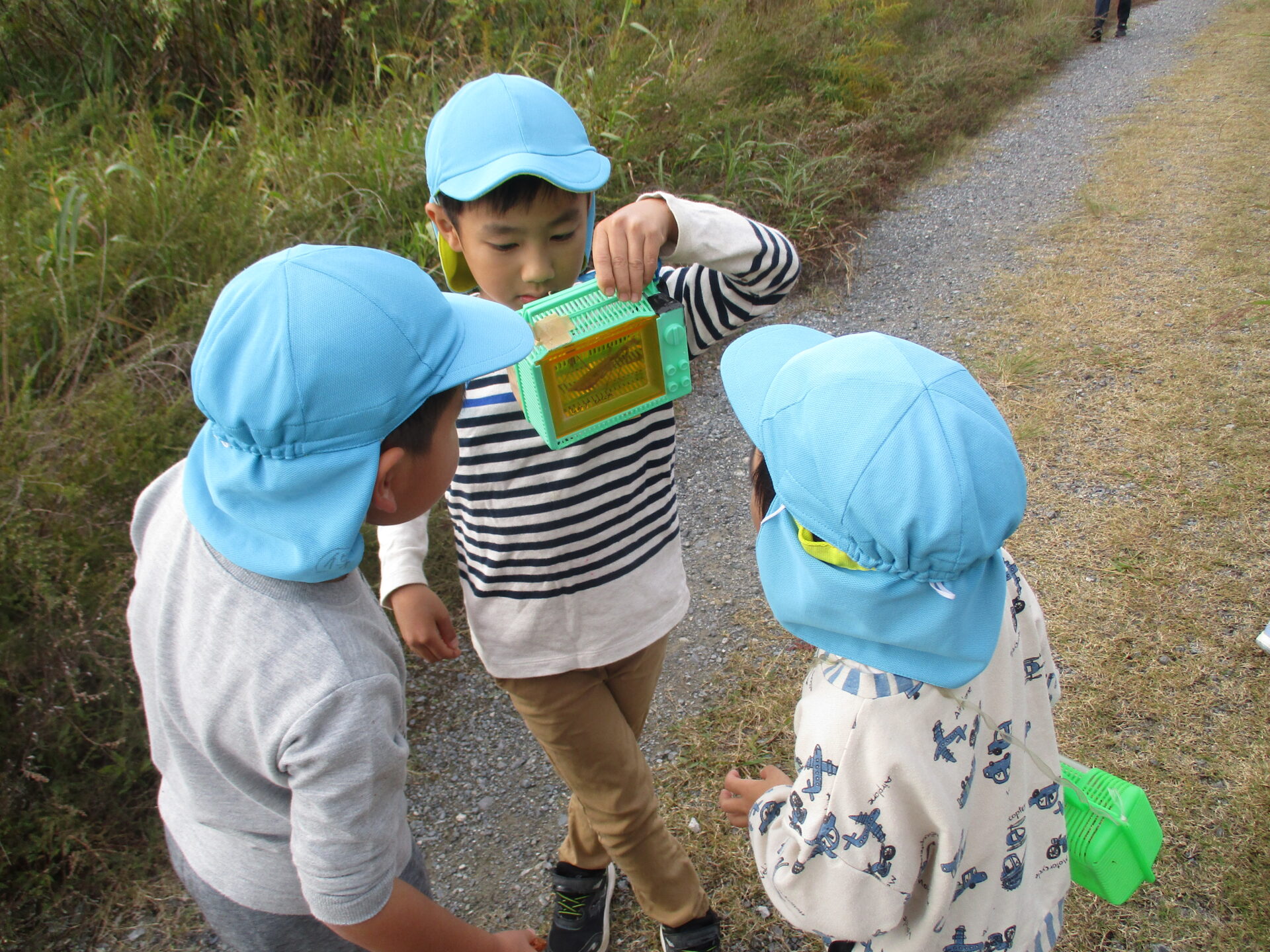 虫とりに行ったよ🐞（ゆり・きく組） 画像