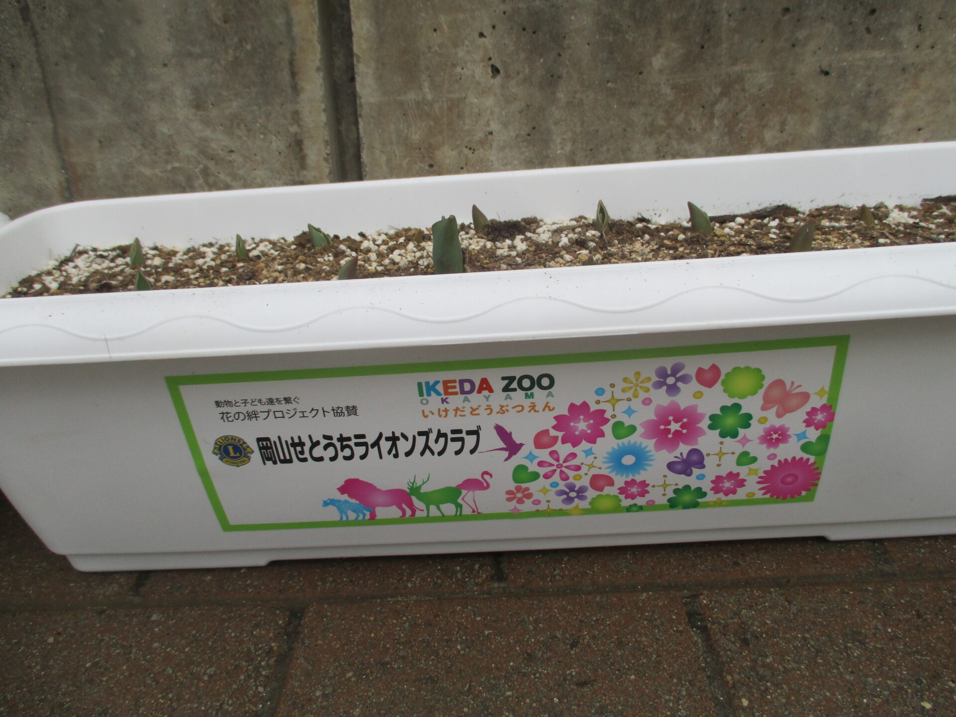 チューリップ大きくなあれ 画像