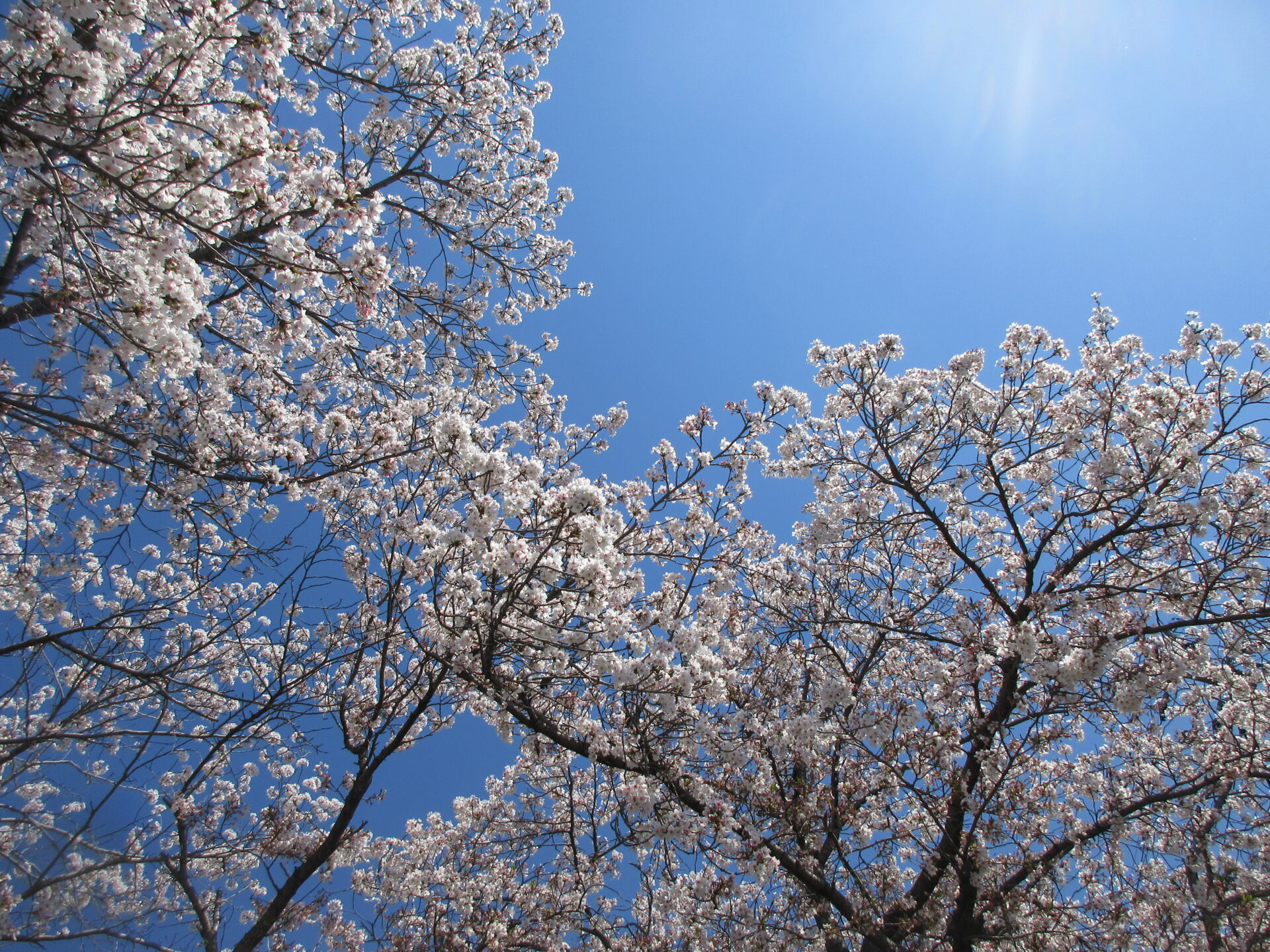 お花見に行ったよ🌸🍃　さくらぐみ 画像