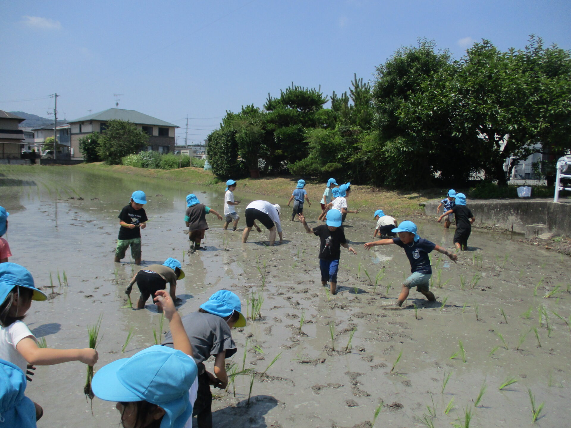 田植えをしたよ🌱（きく・ゆりぐみ） 画像